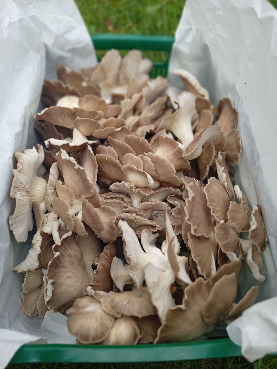 Frische Kastanienseitlinge vom Pilzhof Dahler Heide